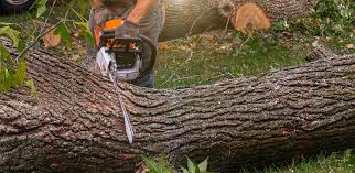 Best Lawn Watering Services  in Pine Mountain, GA