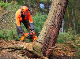 Best Tree and Shrub Care  in Pine Mountain, GA