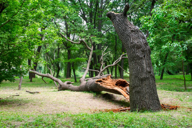 Best Commercial Tree Services  in Pine Mountain, GA