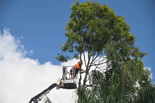 Best Tree Preservation Services  in Pine Mountain, GA