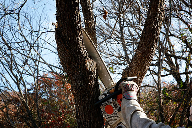 Best Root Management and Removal  in Pine Mountain, GA