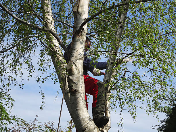 Best Fruit Tree Pruning  in Pine Mountain, GA
