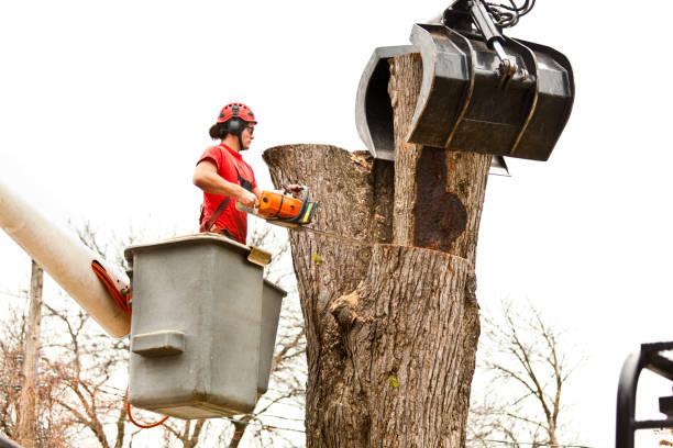 Professional Tree Care in Pine Mountain, GA